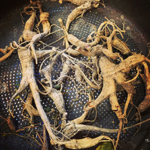 Erika Ginseng2