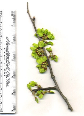 Ulmus rubra Apr2007b