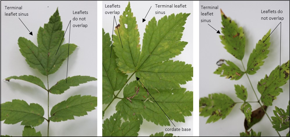 distinguishing cohosh - United Plant Savers