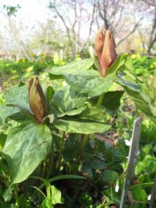 SS AG 33 pic 2 Trillium sessile
