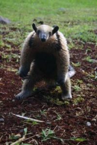 SS TN Luna sloth in garden