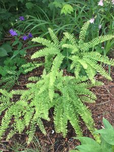 Maidenhair fern, an at-risk beauty