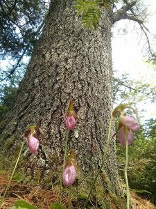 Ladyslipper's-and-White-Pine-2-rs
