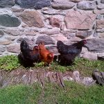 chickens