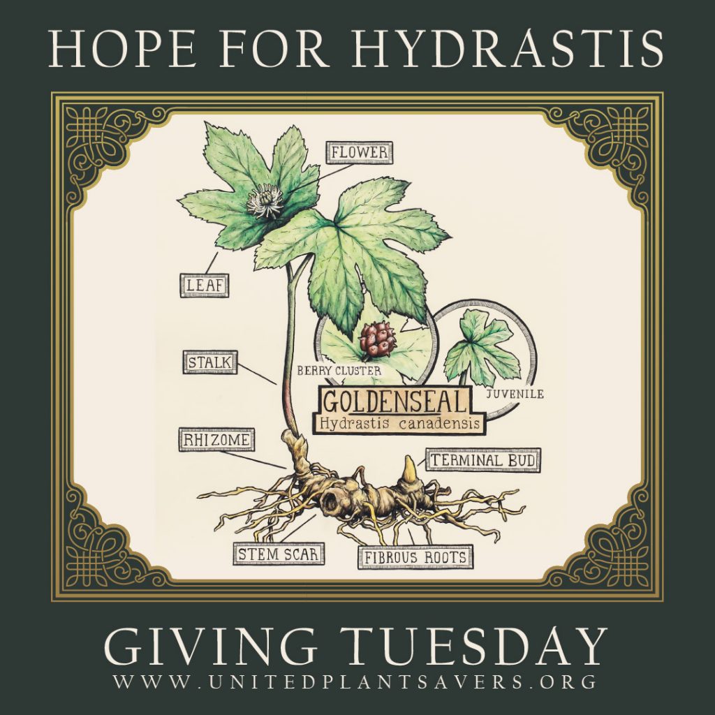 Hope-for-Hydrastis-Giving-Tuesday-post