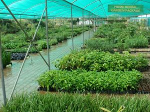 Nursery at TDU