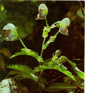 Aconitum heterophyllum
