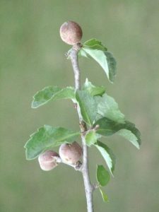 Commiphora wightii