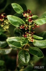 Santalum album