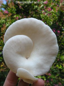 Oyster Mushroom (Pleurotus ostreatus)