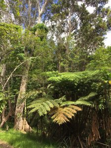 MaunaLoaendemicforest