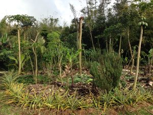 RecentlyPruneAgroforest