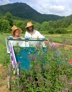 Harvesting Blue Vervain (Verbena hastata)