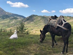 albania-mule
