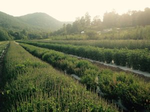 biodynamic-med-herbfarm