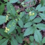 agrimony