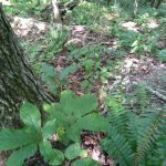 American ginseng