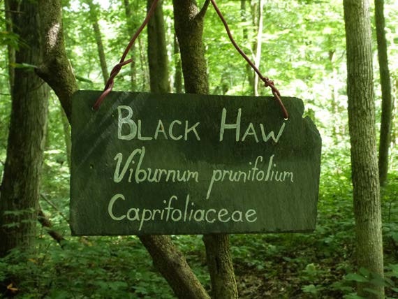 black haw sign - United Plant Savers