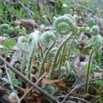 fiddlehead fern