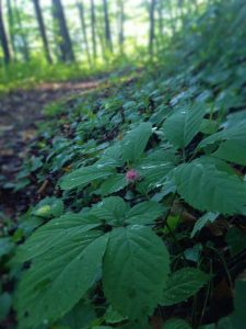 ginseng in the forest