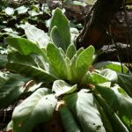 mullein
