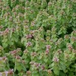 purple dead nettle