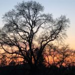 Oak Silhouette