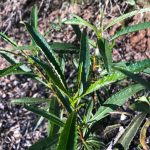 Yerba Santa Leaf