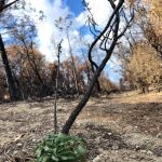 Yerba Santa Regrowth
