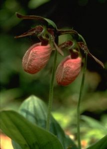 Pink Lady's Slipper - Cypripedium acaule, photo by Steven Foster
