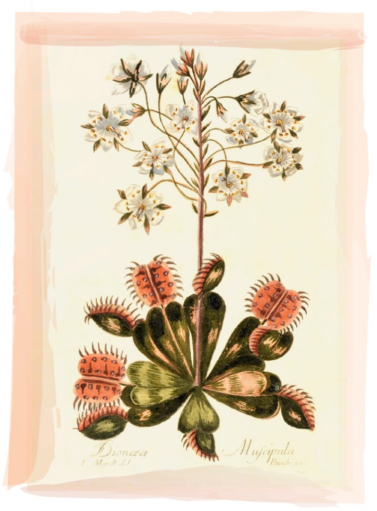 Venus Flytrap