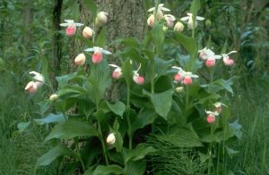 Showy Lady’s Slipper - Cypripedium reginae, photo by Steven Foster