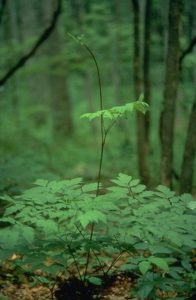 Black Cohosh - Actaea racemosa, photo by Steven Foster
