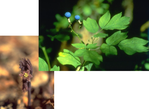 Blue Cohosh - Caulophyllum thalictroides, photos by Steven Foster