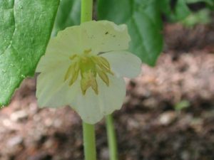 Mayapple - Podophyllum peltatum, photo by Steven Foster