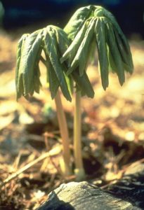 Mayapple - Podophyllum peltatum, photo by Steven Foster