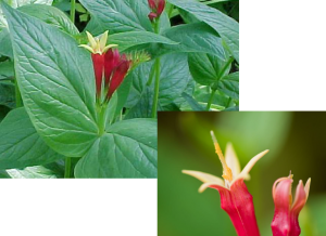 Pink Root - Spigelia marilandica, photos by Steven Foster