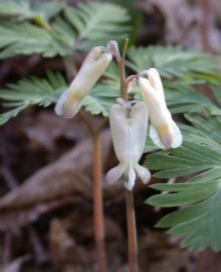Squirrel Corn – Dicentra canadensis, photo by Steven Foster
