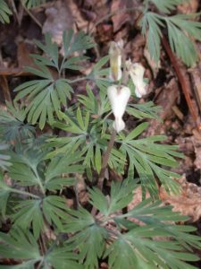 Squirrel Corn – Dicentra canadensis, photo by Steven Foster
