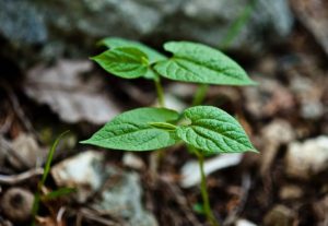 Virginina Snakeroot – Aristolochia serpentaria, photo by Steven Foster