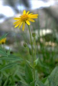 Arnica - Arnica spp., photo by Steven Foster