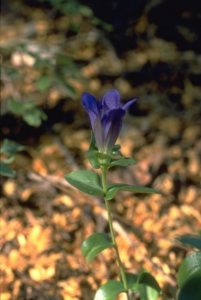 Gentian - Gentiana spp., photo by Steven Foster