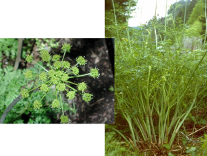 Lomatium – Lomatium dissectum, photo by Steven Foster