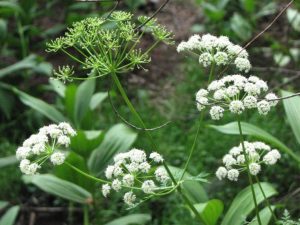 Osha – Ligusticum porteri, photo by Steven Foster