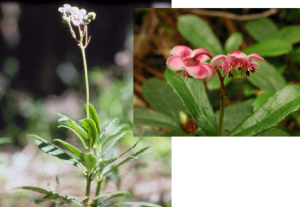 Pipsissewa - Chimaphila umbellata, photos by Steven Foster
