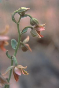 Stream Orchid – Epipactis gigantea, photo by Steven Foster