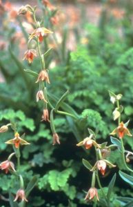 Stream Orchid – Epipactis gigantea, photo by Steven Foster