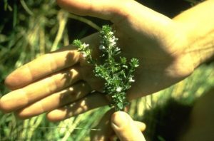 Indian Tobacco - Lobelia inflata, photo by Steven Foster