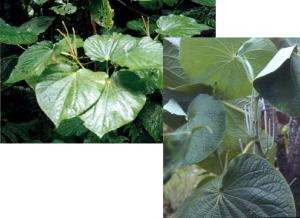 Kava - Piper methysticum, photo by Steven Foster