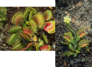 Venus Fly Trap – Dionaea muscipula, photo by Steven Foster